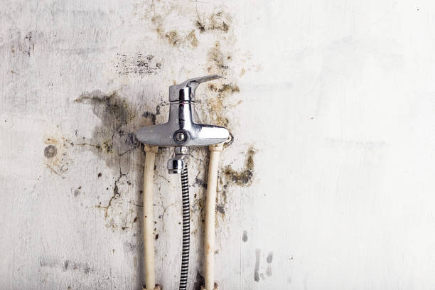 Professional Mold Removal in Port Angeles East, WA