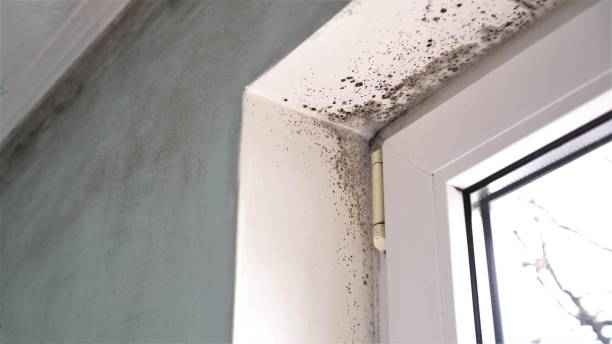 Best Mold Testing  in Port Angeles East, WA