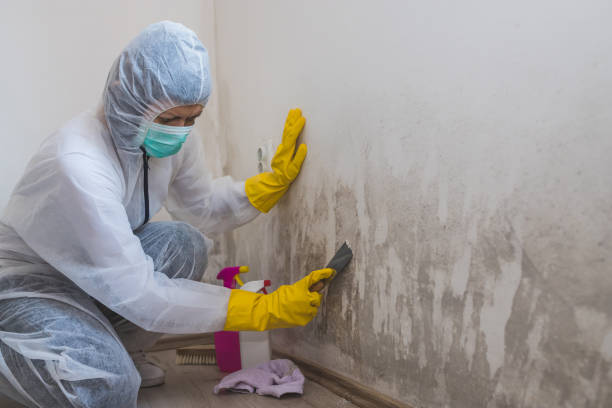 Best Crawl Space Mold Removal  in Port Angeles East, WA