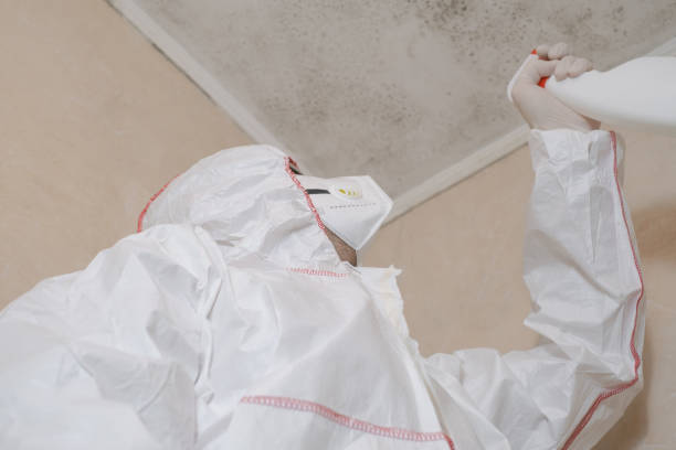 Best Attic Mold Removal  in Port Angeles East, WA