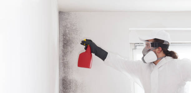 Best Affordable Mold Removal  in Port Angeles East, WA