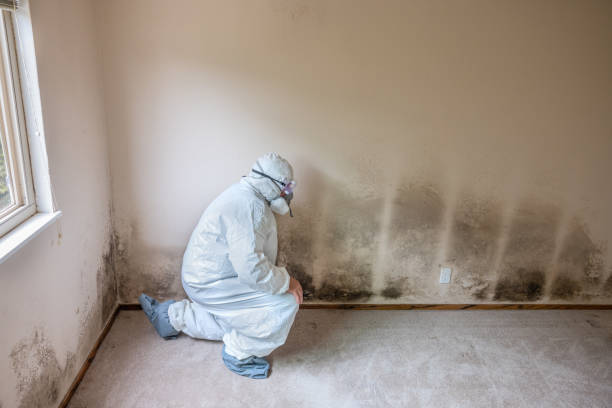 Port Angeles East, WA Mold Removal Company