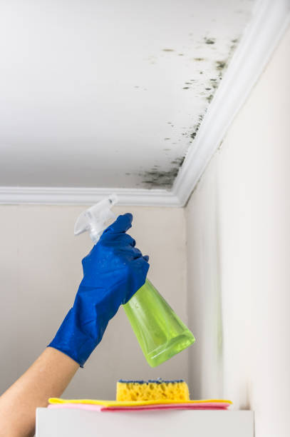 Certified Mold Removal in Port Angeles East, WA